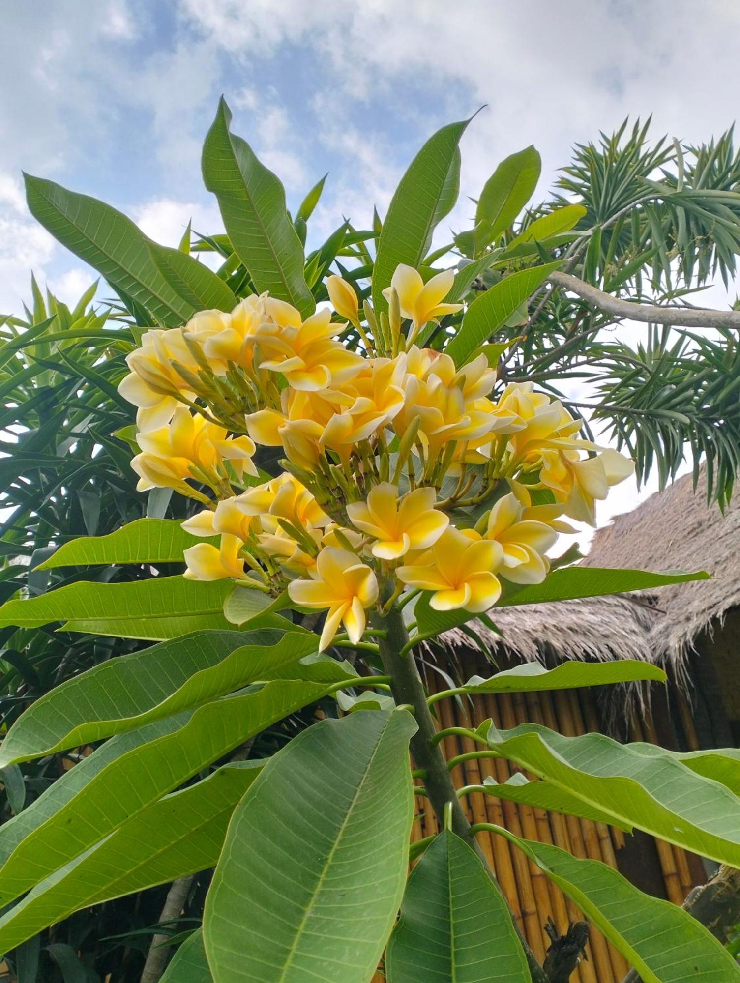 Tangga Bungalows Gili Air Kültér fotó